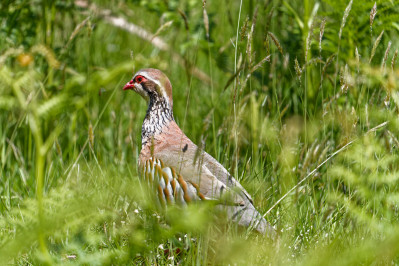 Rode PatrijsRed-legged Partridge