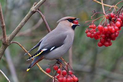 PestvogelBohemian Waxwing