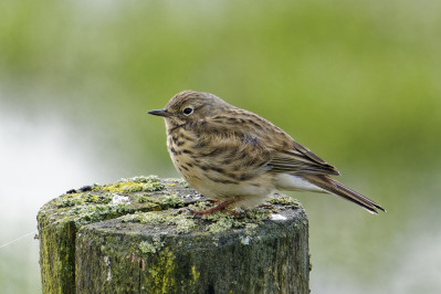 GraspieperMeadow Pipit