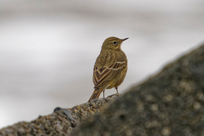 OeverpieperRock Pipit