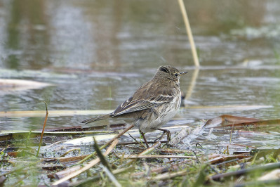 WaterpieperWater Pipit