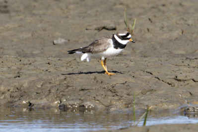 BontbekplevierCommon Ringed Plover