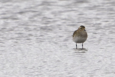 GoudplevierEuropean Golden Plover