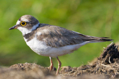 Kleine PlevierLittle Ringed Plover