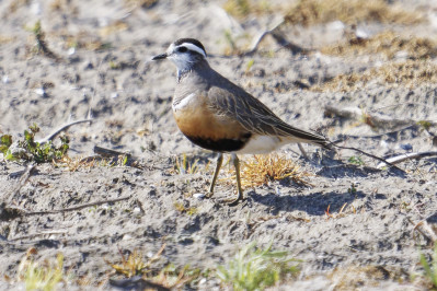 MorinelplevierEurasian Dotterel