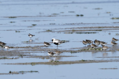 ZilverplevierGrey Plover