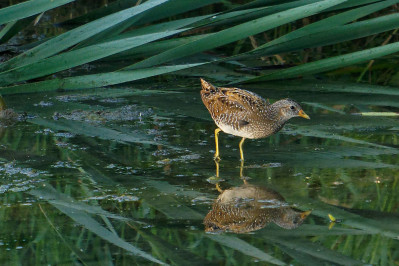 PorseleinhoenSpotted Crake