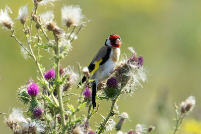 PutterEuropean Goldfinch