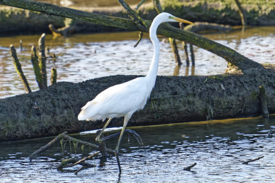 Grote ZilverreigerWestern Great Egret