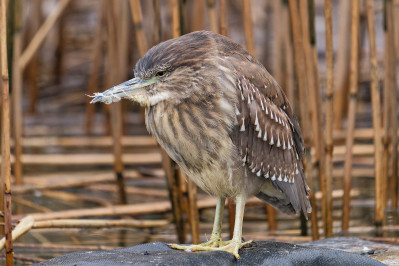 Kwak /jongBlack-crowned Night Heron /juv