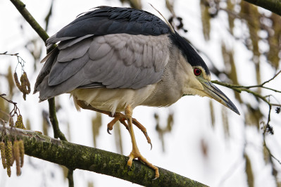 KwakBlack-crowned Night Heron