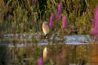 RalreigerSquacco Heron