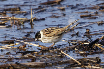 Rietgors /mReed Bunting /m