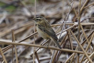 RietzangerSedge Warbler