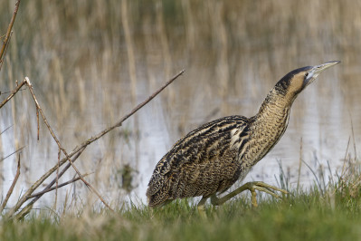 RoerdompEurasian Bittern