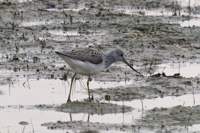 GroenpootruiterCommon Greenshank