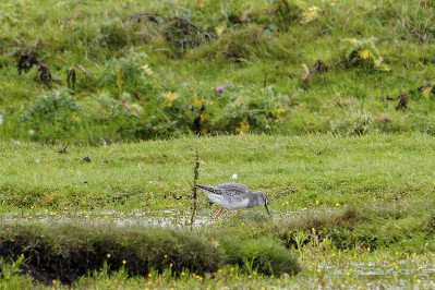 Zwarte RuiterSpotted Redshank