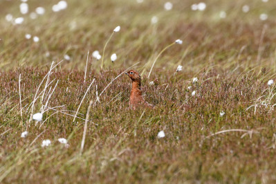 Schotse Sneeuwhoen /mRed Grouse /m