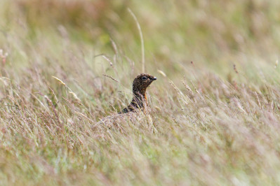 Schotse Sneeuwhoen /vRed Grouse /v