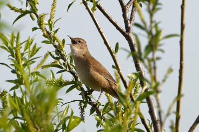 SnorSavi's Warbler