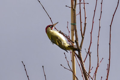 Groene Specht /mEurasian Green Woodpecker /m