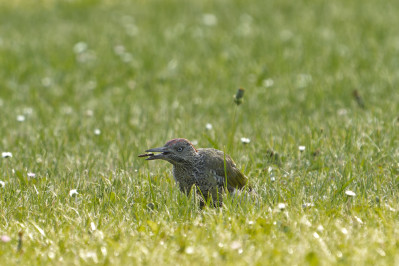 Groene Specht /juvEurasian Green Woodpecker /juv