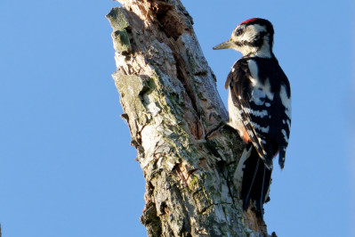 Grote Bonte Specht /mGreat Spotted Woodpecker /m