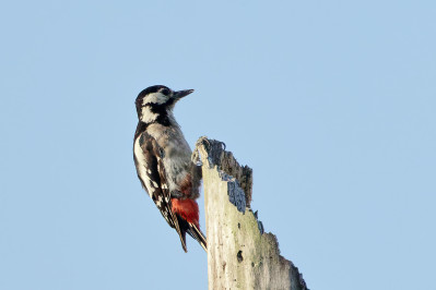 Grote Bonte Specht /vGreat Spotted Woodpecker /f