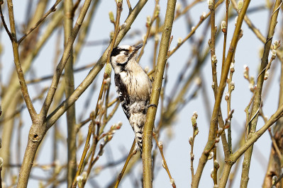 Kleine Bonte Specht /vLesser Spotted Woodpecker /f