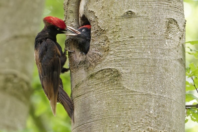 Zwarte SpechtBlack Woodpecker /m