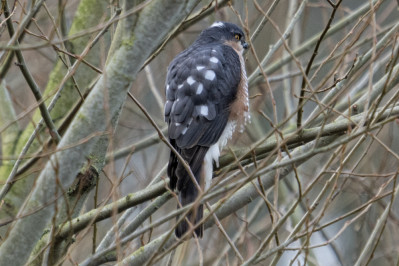 Sperwer /mEurasian Sparrowhawk /m