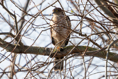 Sperwer /vEurasian Sparrowhawk /f