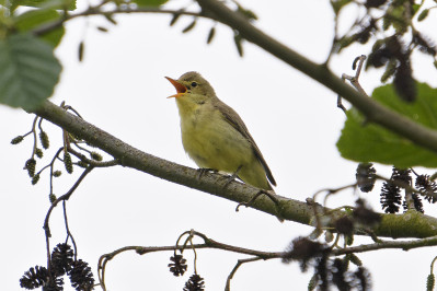 SpotvogelIcterine Warbler