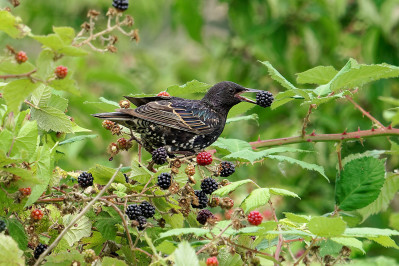 SpreeuwCommon Starling