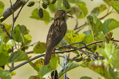 SprinkhaanzangerCommon Grasshopper Warbler