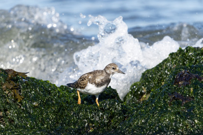 SteenloperRuddy Turnstone