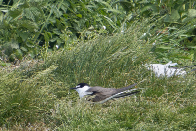 BrilsternBridled Tern