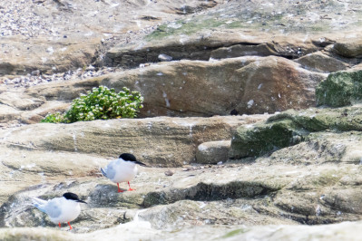 Dougalls SternDougalls Tern