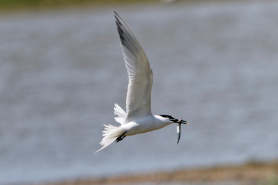 Grote SternSandwich Tern