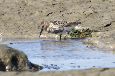 Bonte StrandloperDunlin