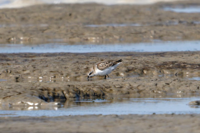 Kleine StrandloperLittle Stint