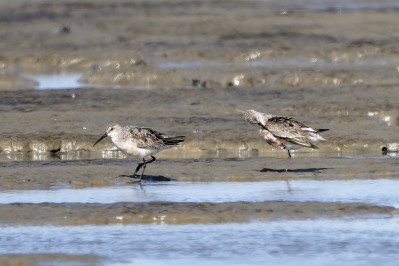 KrombekstrandloperCurlew Sandpiper