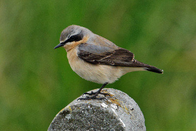 Tapuit /mNorthern Wheatear /m