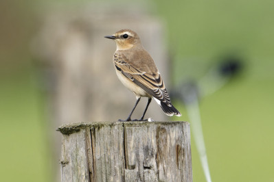 Tapuit /vNorthern Wheatear /f