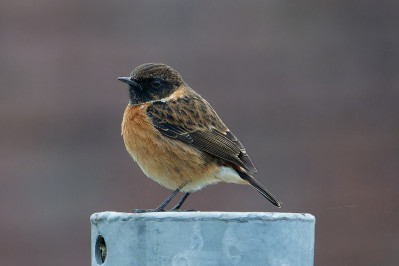 Roodborsttapuit /mEuropean Stonechat /m