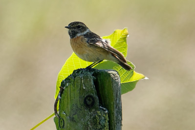 Roodborsttapuit /vEuropean Stonechat /f