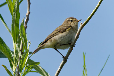 TjiftjafCommon Chiffchaff