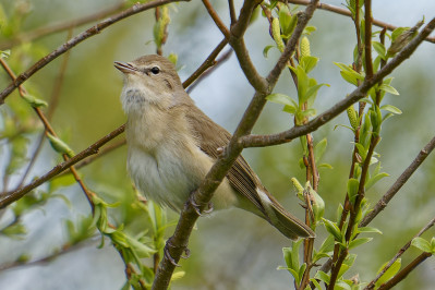 TuinfluiterGarden Warbler