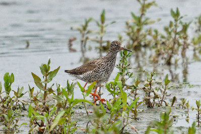 TureluurCommon Redshank