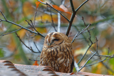 BosuilTawny Owl